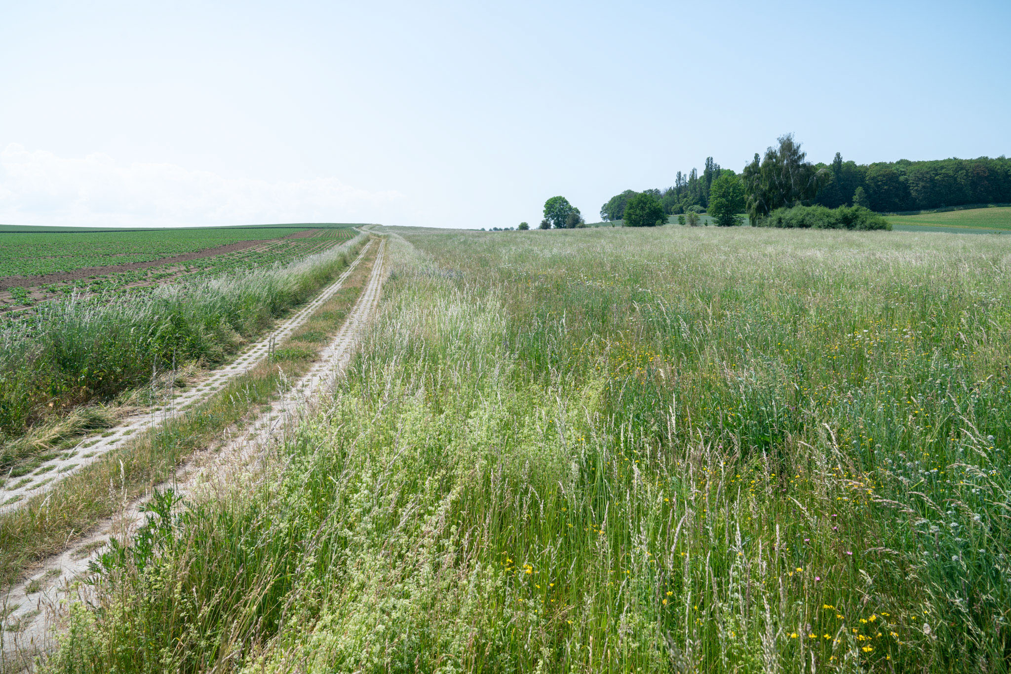 Im rechten Bildteil ist die Blühwiese mit verschiedenen Gräsern und Blüten zu sehen. Links läuft der ehemalige Kolonnenweg bis zum Horizont.