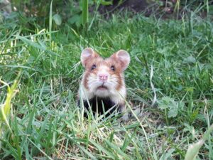 Ein Hamster sitzt auf einer grünen Wiese und scheint neugierig in die Kamera zu schauen.