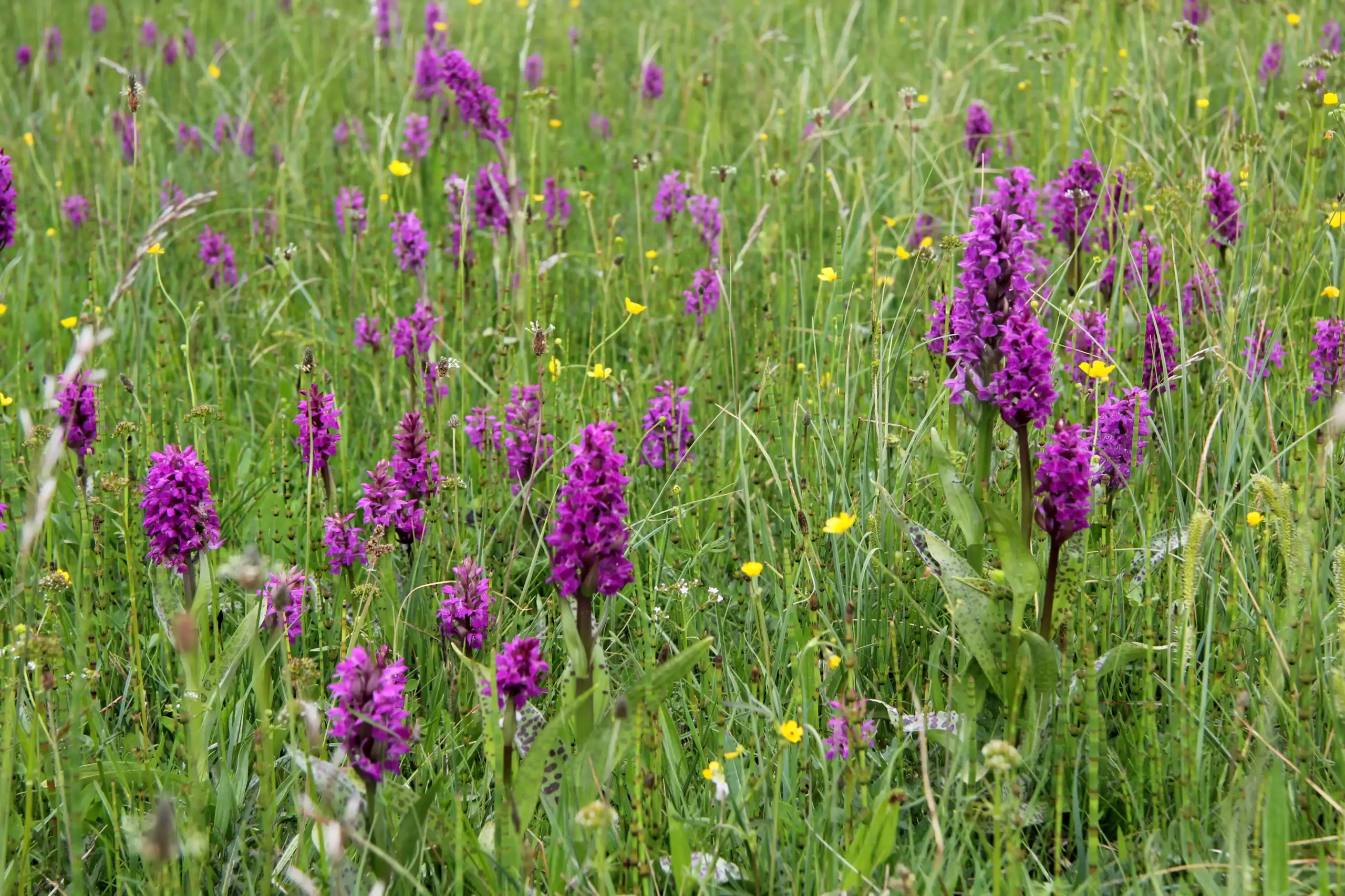 Lilane Orchideen auf einer grünen Wiese.
