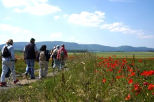Mehrere Menschen wandern auf einem Feldweg, im Vordergrund rote Mohnblumen. Im Hintergrund Felder und hügelige Landschaft