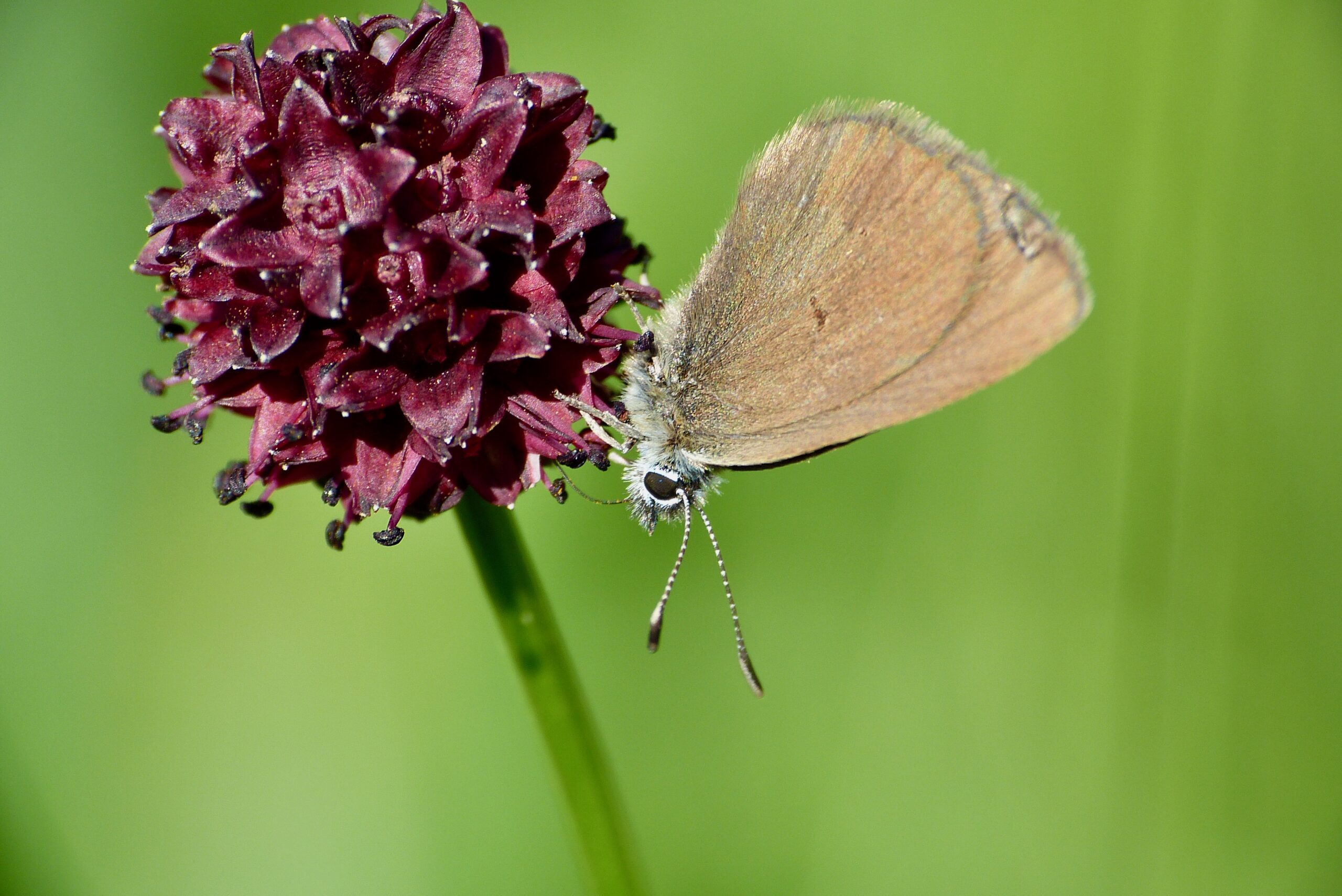 Ein bräunlicher Schmetterling sitzt auf einer runden roten Blüte.