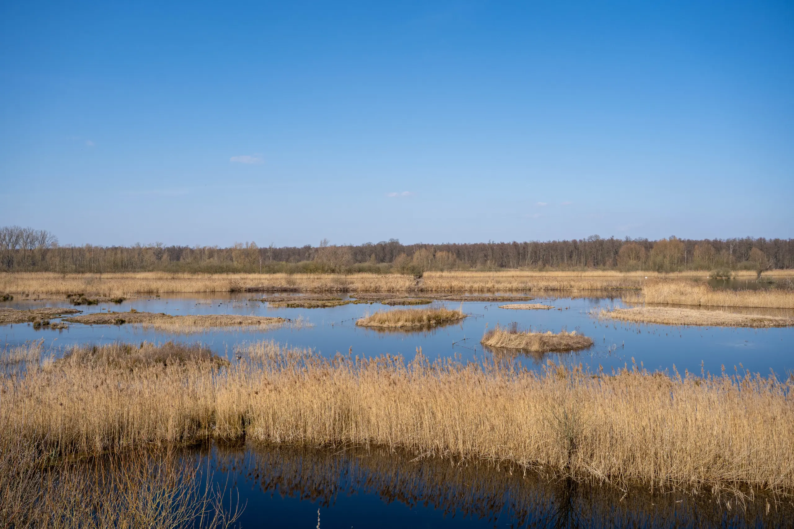 Blick über eine Teichlandschaft mit Schilfinseln und einigen Wasservögeln.